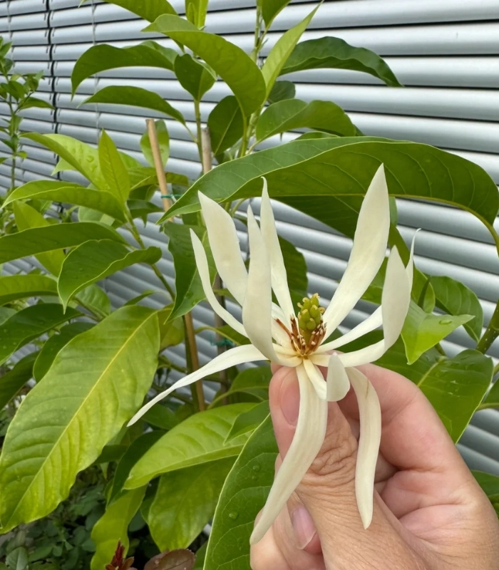 Hình ảnh hoa ngọc lan rơi trên sân