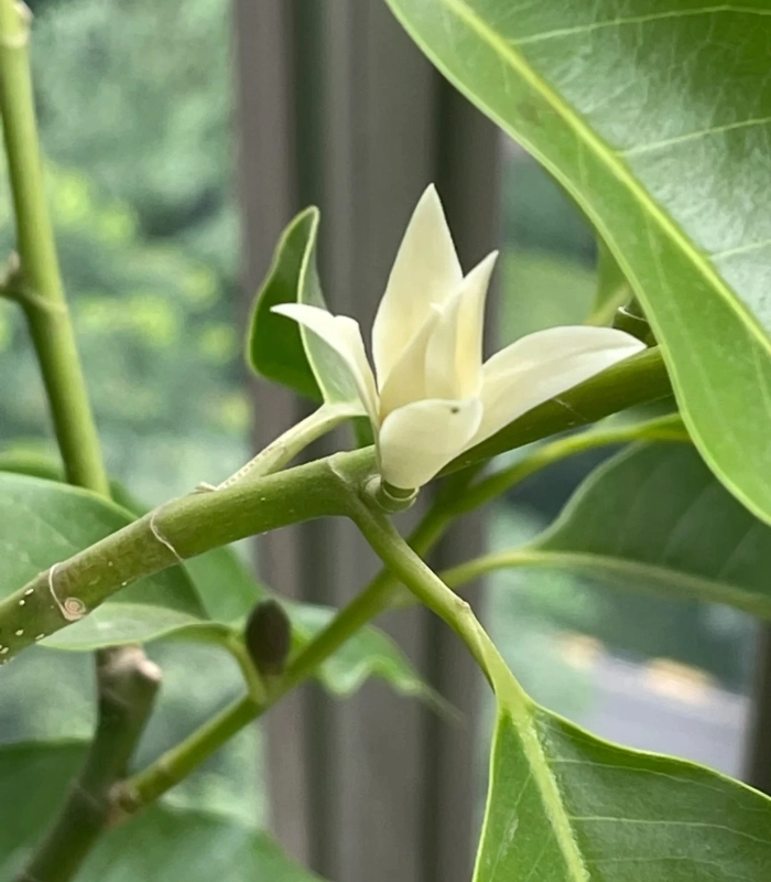 Hình ảnh hoa ngọc lan rơi trong gió
