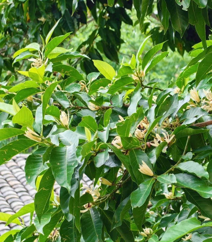 Hình ảnh hoa ngọc lan thơm dịu nhẹ
