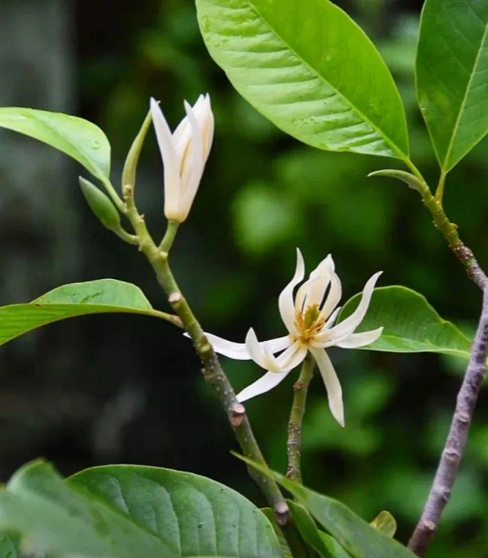 Hình ảnh hoa ngọc lan trong ánh nắng