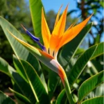 Hình ảnh hoa thiên điểu bên ánh hoàng hôn