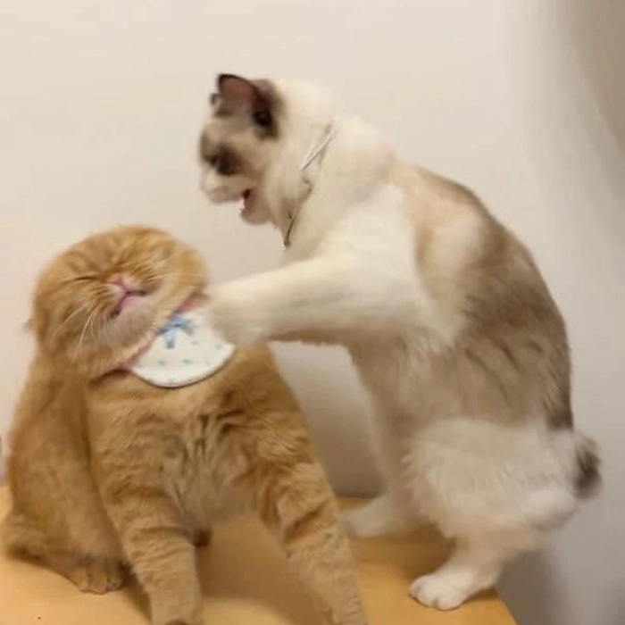 Hình meme bựa lạ lùng