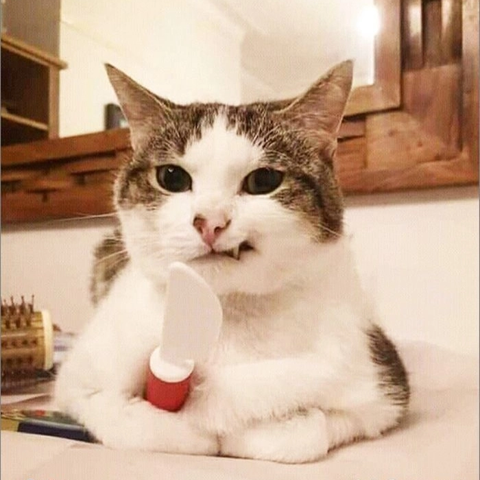 Hình meme mèo bựa hài