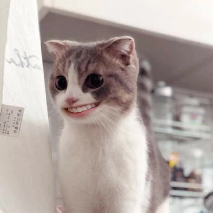 Meme bựa chơi chữ bá đạo