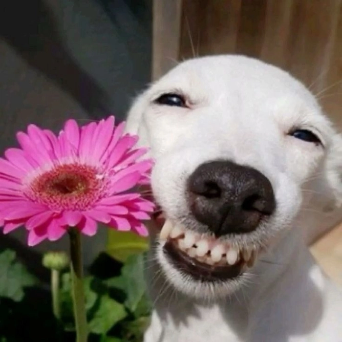 Meme bựa khiến bạn bật cười