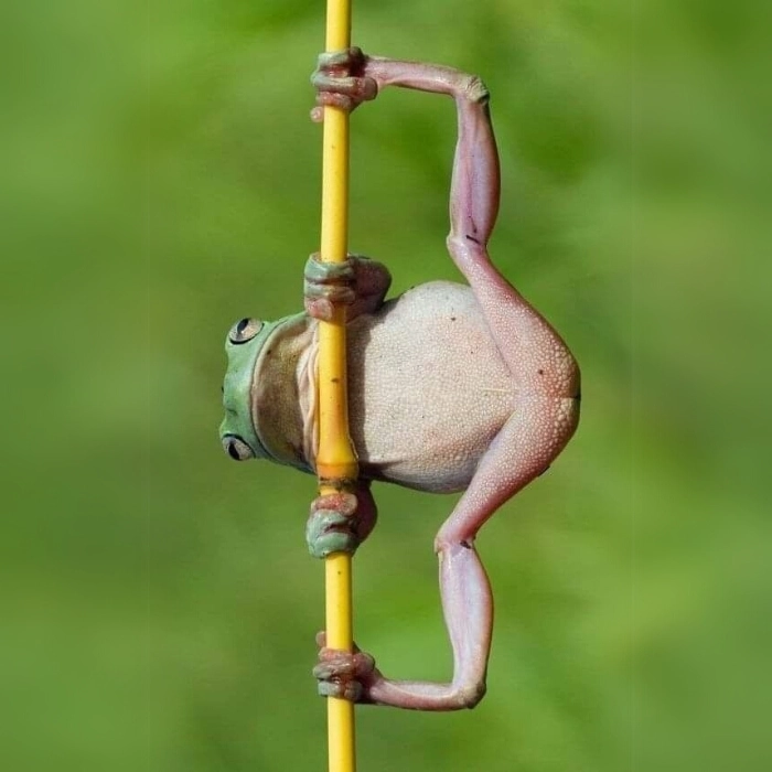 Meme bựa siêu hài hước