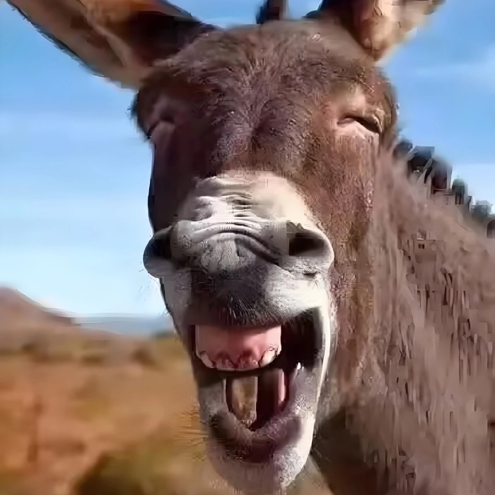 Meme mèo bựa troll cực gắt