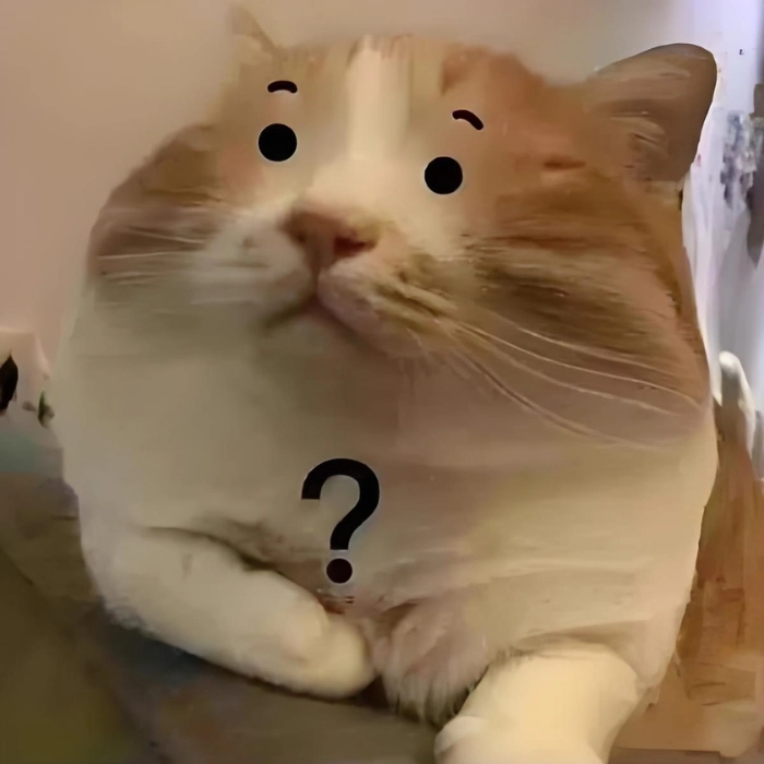 Meme mèo hài bắt trend mạng
