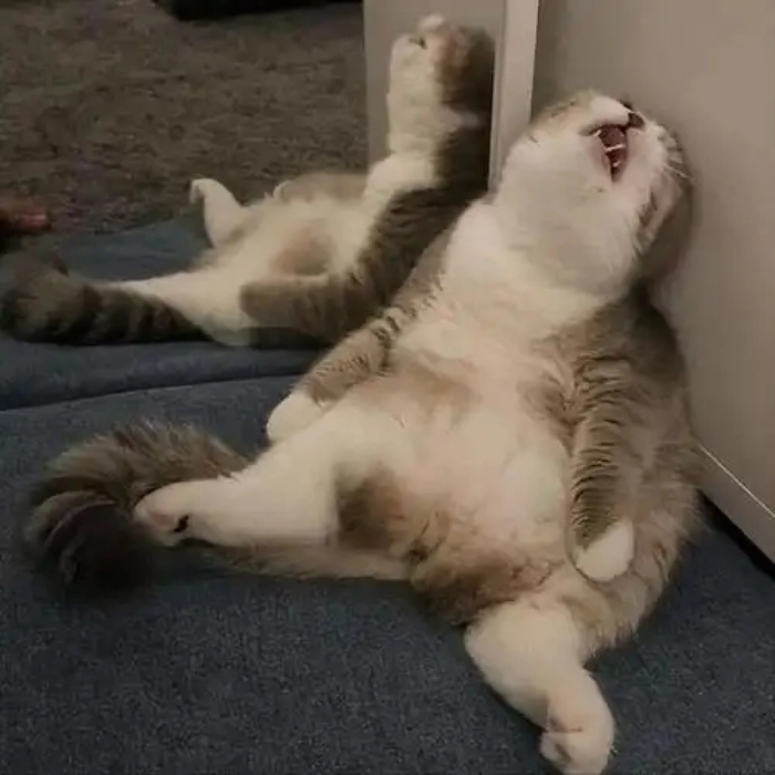 Meme mèo hài cute bựa