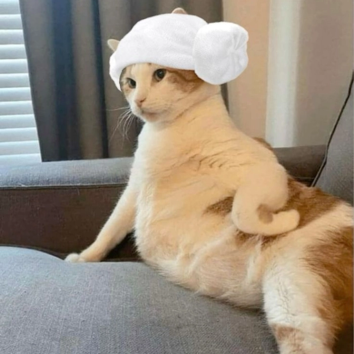 Meme mèo hài đăng nhóm vui