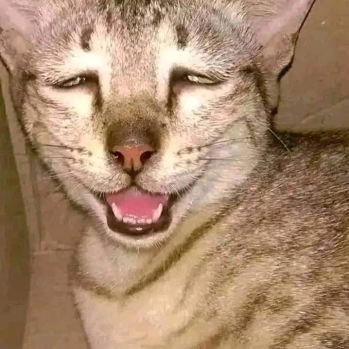 Meme mèo hài hước caption bá đạo