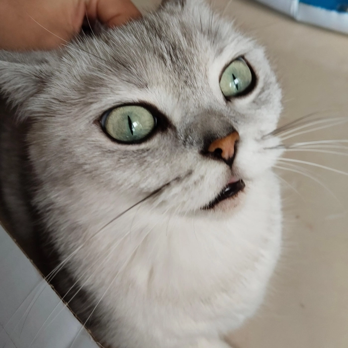Meme mèo hài hước caption hài