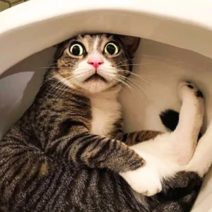 Meme mèo hài hước dễ thương