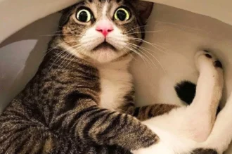 Cười ngất với loạt 626+ ảnh meme mèo hài hước cực bá đạo