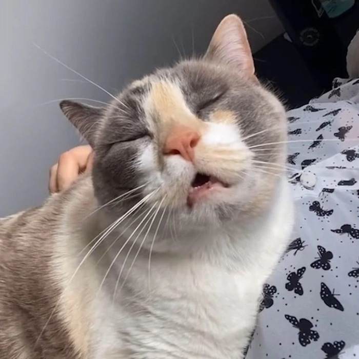 Meme mèo hài hước với caption mặn