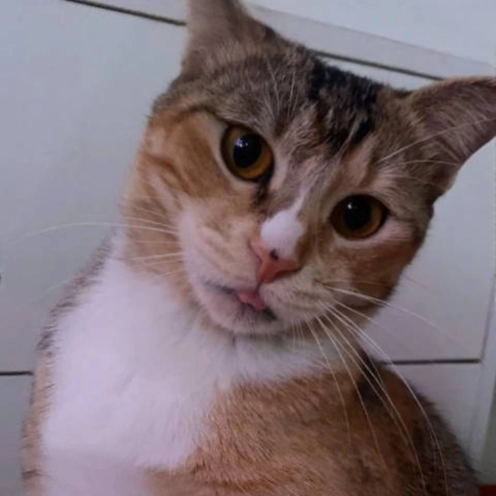 Meme mèo hài mắt trợn