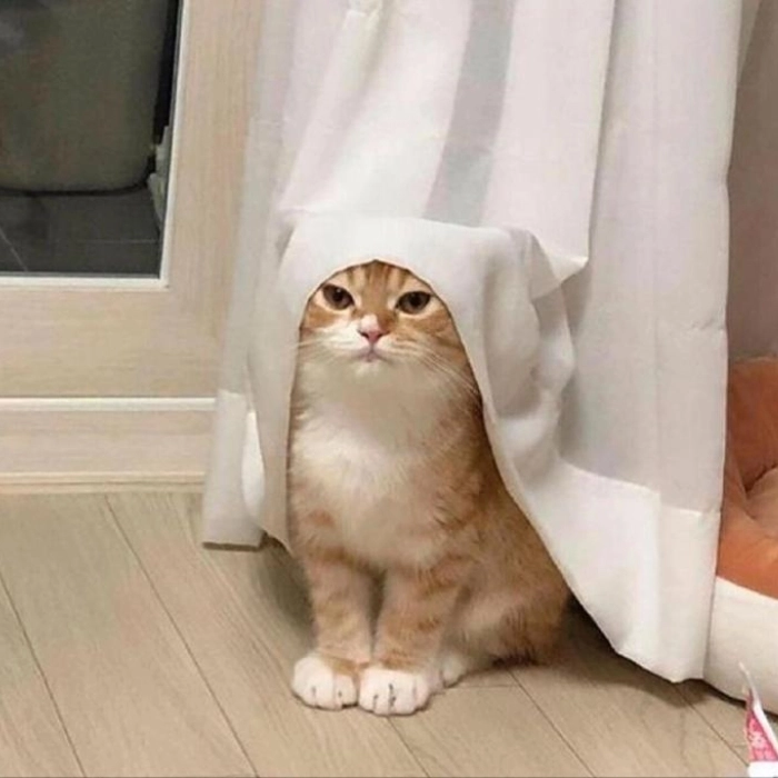 Meme mèo hài nội dung trending