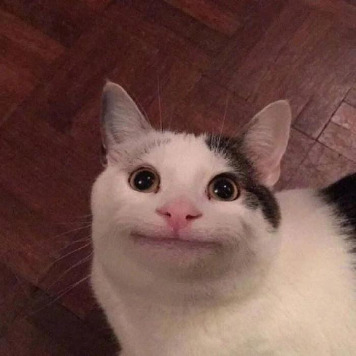 Meme mèo hài thở ra khói