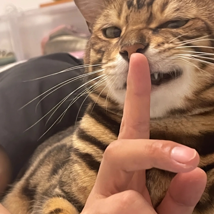 Meme suỵt dành cho dân văn phòng