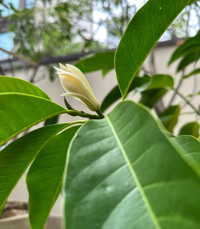 Những đóa hoa ngọc lan thanh thoát
