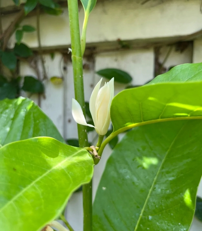 Những đóa hoa ngọc lan tinh khôi