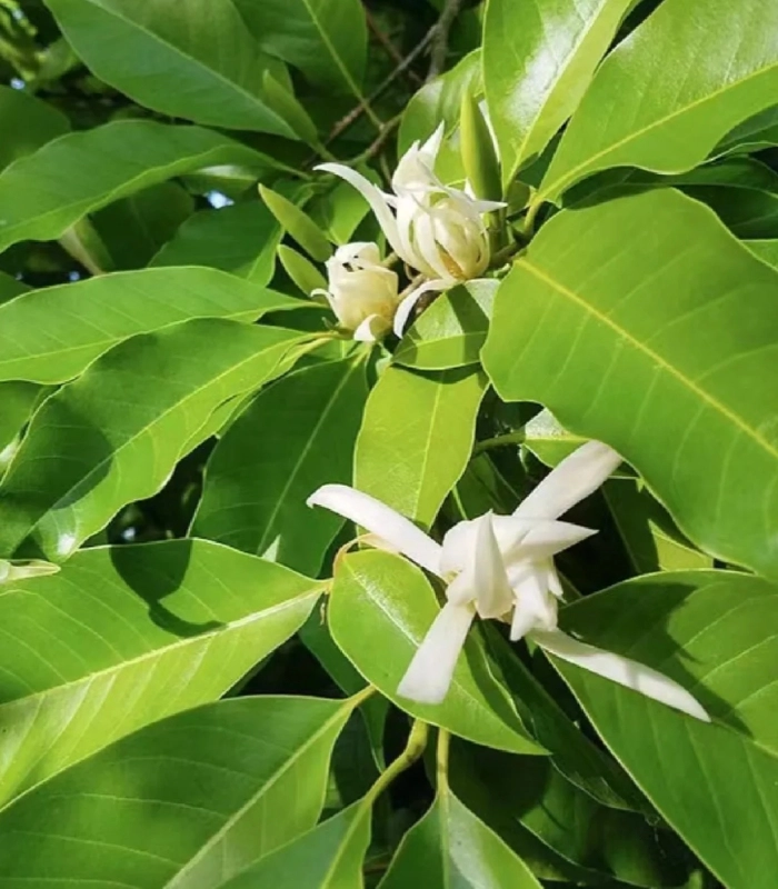 Những đóa hoa ngọc lan trắng muốt