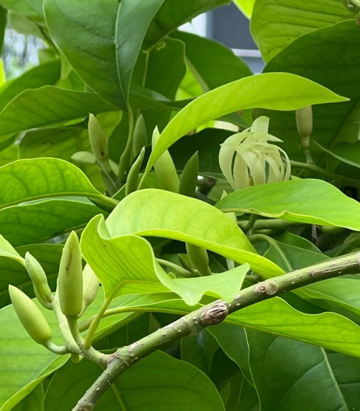 Những đóa hoa ngọc lan vừa nở