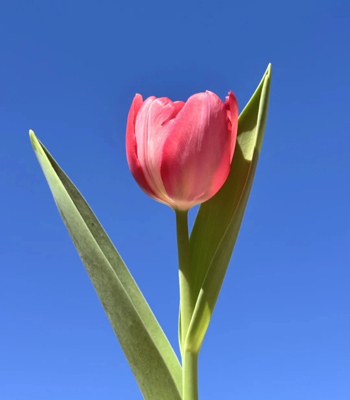 ảnh 1 bông hoa