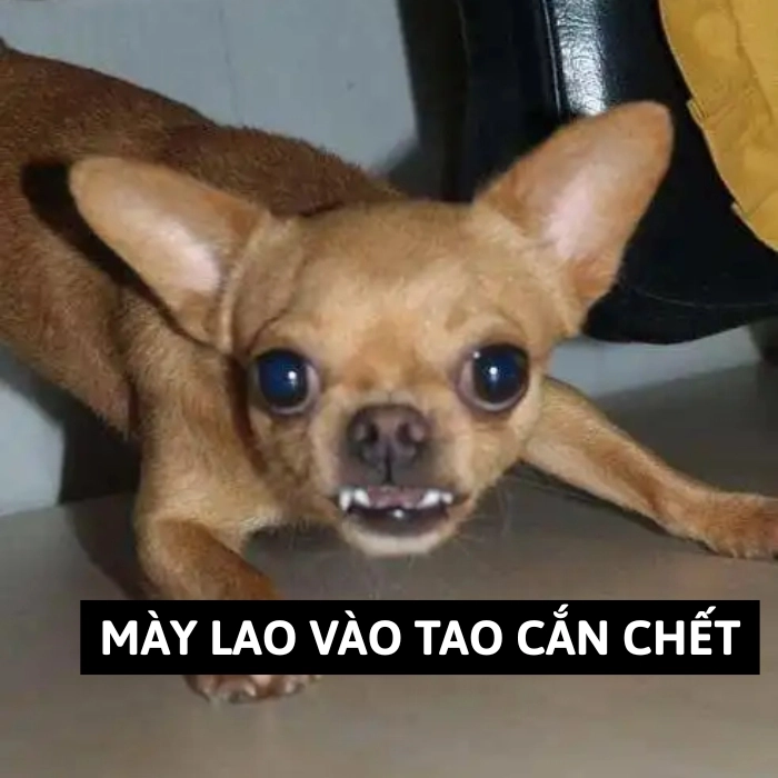 ảnh chihuahua meme