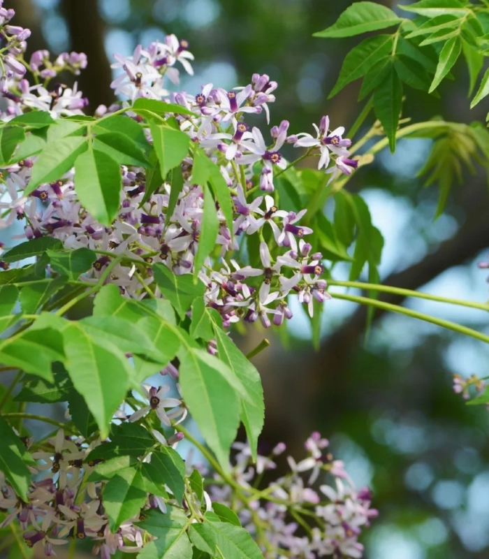 ảnh chụp hoa xoan