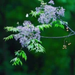 ảnh đẹp chụp hoa xoan