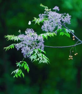 ảnh đẹp chụp hoa xoan