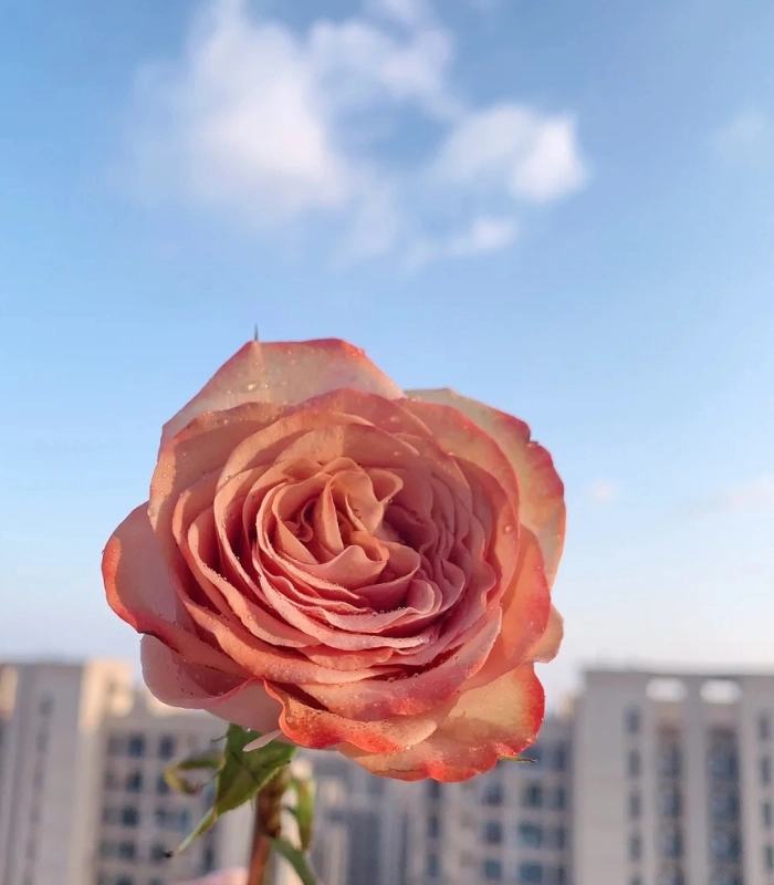 ảnh hoa 1 bông nở rộ