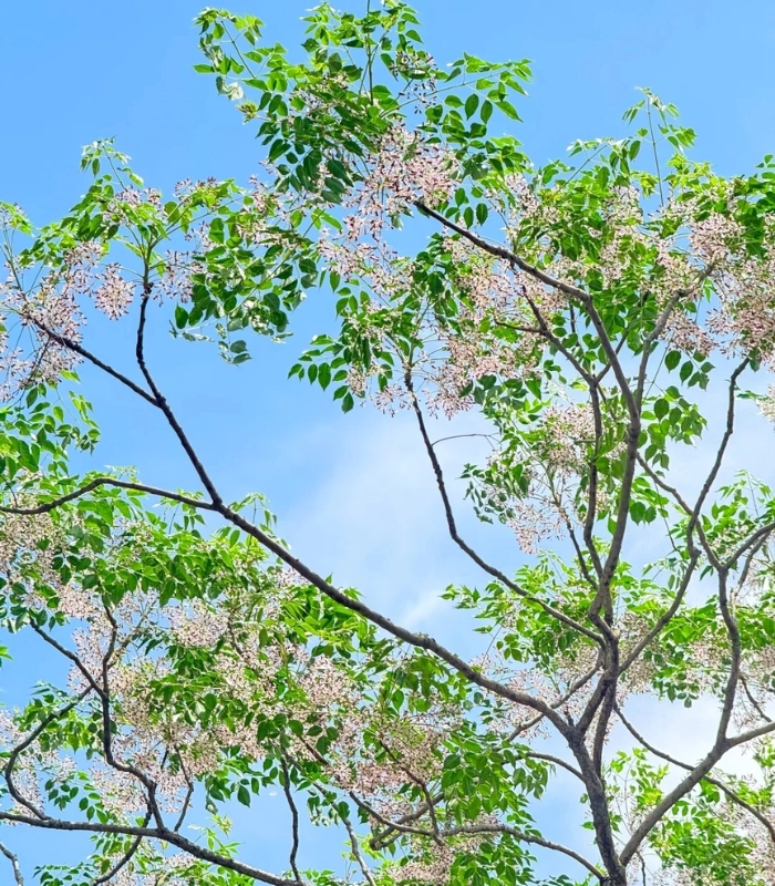 ảnh hoa xoan nở