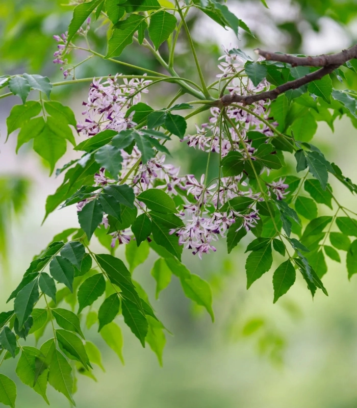ảnh hoa xoan trên cành