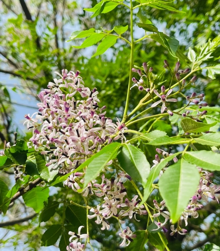 ảnh hoa xoan