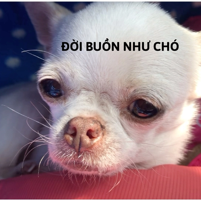 buồn meme chihuahua