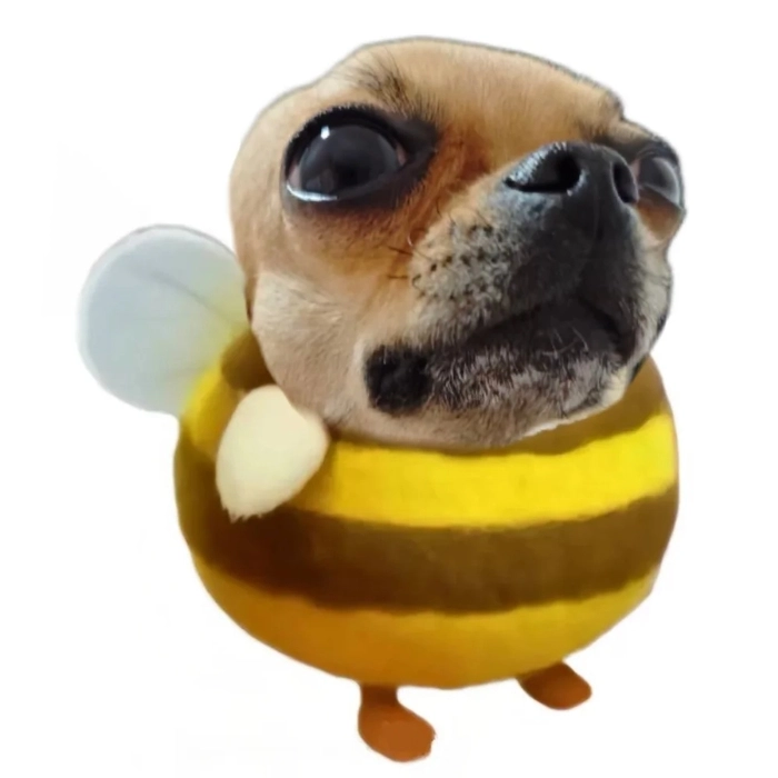 chihuahua meme ảnh chế