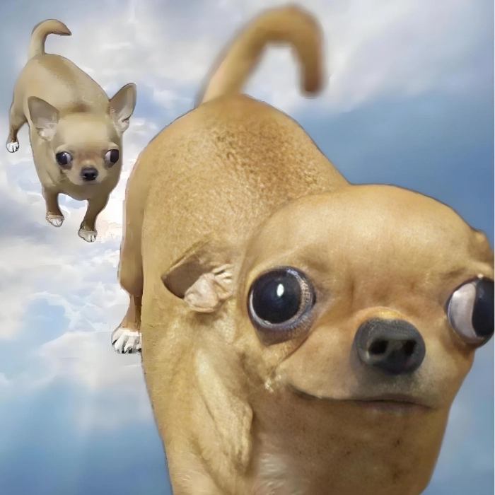 chihuahua meme bựa