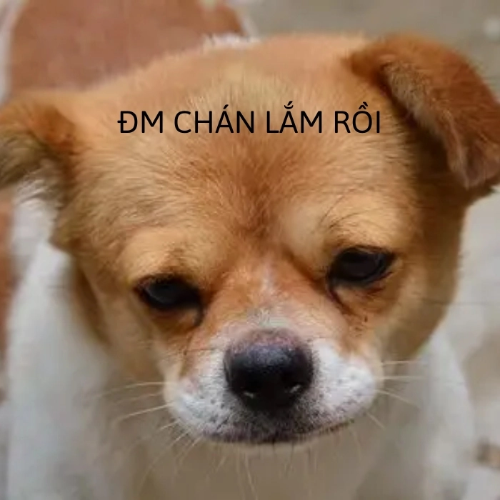 chihuahua meme chán đời
