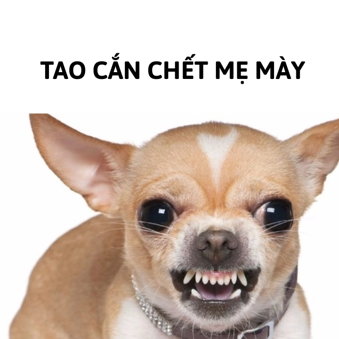 chihuahua meme chế bựa