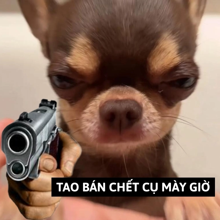chihuahua meme chế