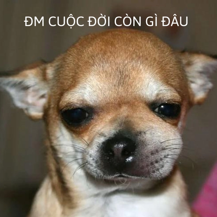 chihuahua meme chửi
