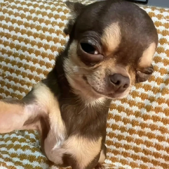 chihuahua meme cute