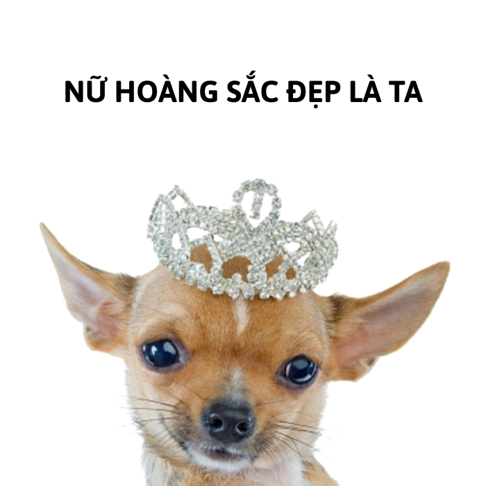 chihuahua meme đẹp