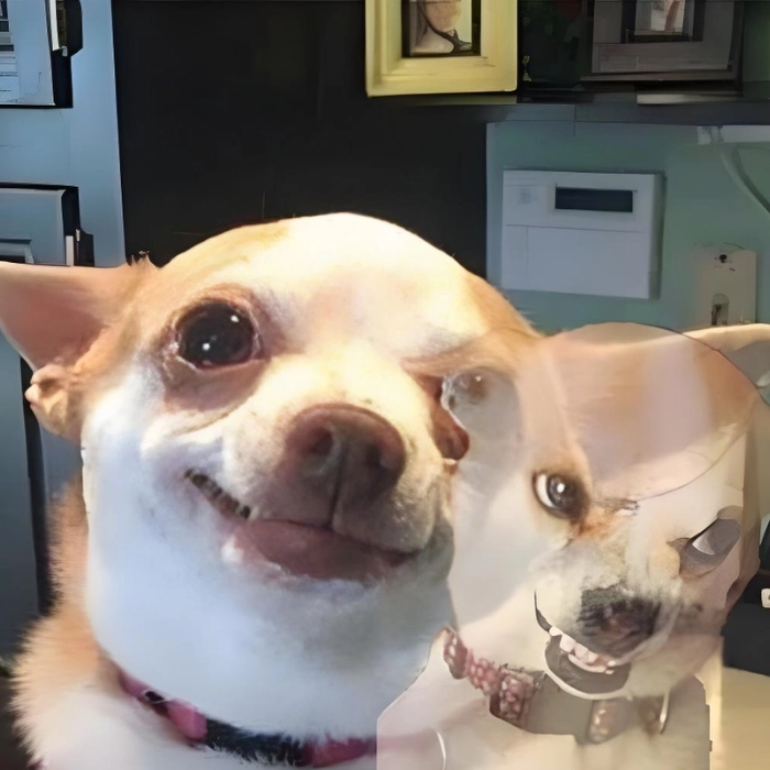 chihuahua meme hài hước