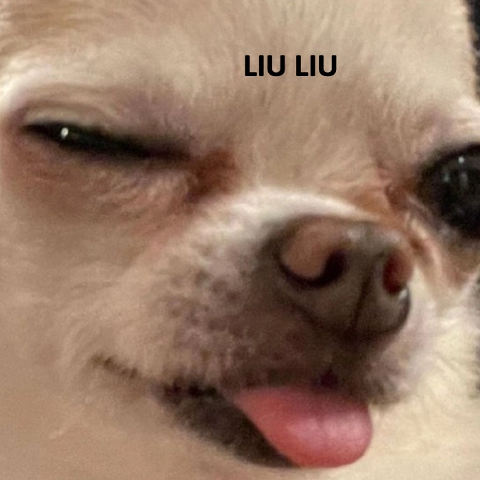chihuahua meme liu liu