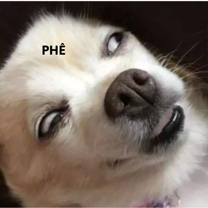 chihuahua meme phê