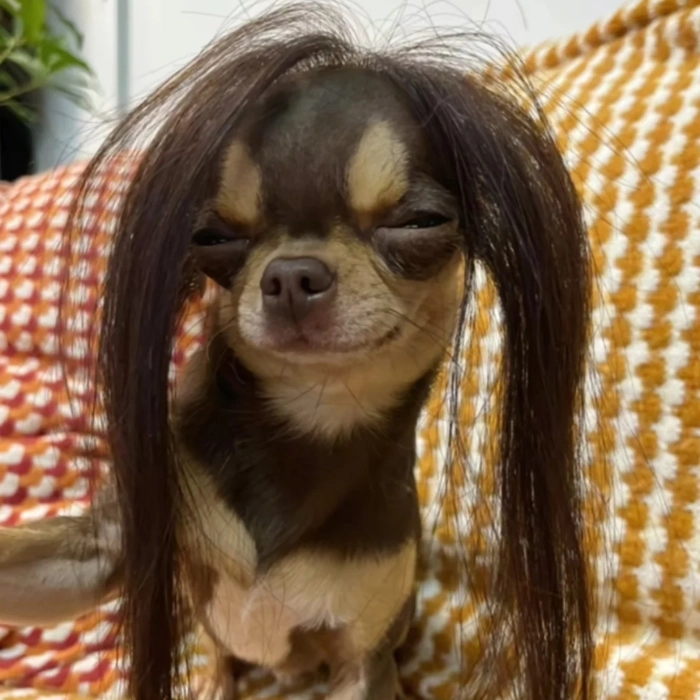 chihuahua meme siêu bựa