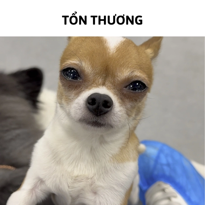 chihuahua meme tổn thương